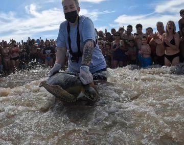 Devolvieron a dos tortugas al mar en San Clemente del Tuyú