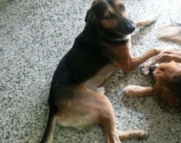 Una historia de amores perros en la vida real