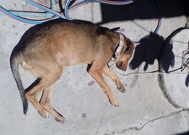 Buscan hogar para una perra que quedó herida por defender a su dueña, víctima de violencia de género