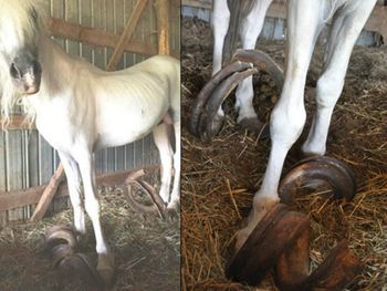 Caballos con pezuñas de un metro