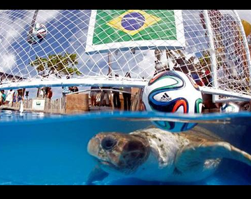 La tortuga Cabecao ya dio su primer pronóstico para el partido de Brasil