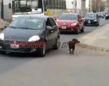 Lo multan por pasear al perro desde el auto
