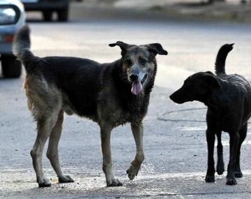 Quieren aplicar eutanasia a perros