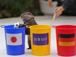 Quién es Taiyo, la nutria que predijo el batacazo de Japón ante Alemania