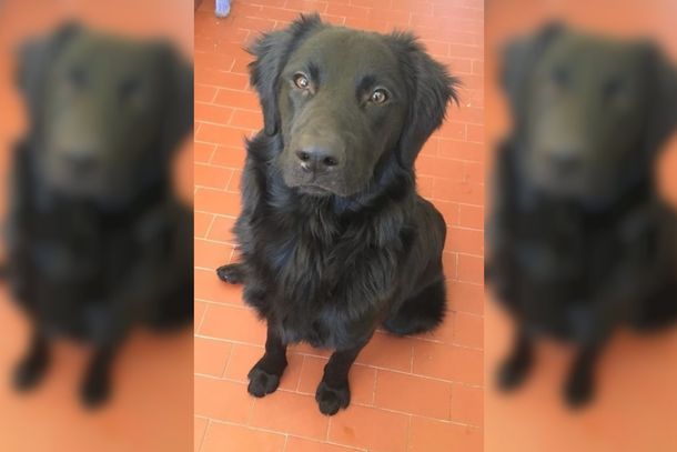 La triste historia del perro al que abandonaron por la crisis: Mi familia ya no me puede mantener