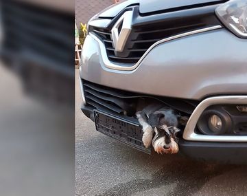 Un perro viajó 20 kilómetros atorado en la parrilla de un auto