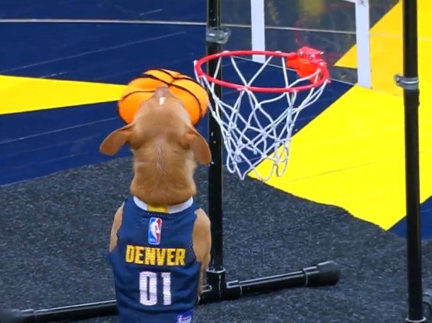El perro viral de la NBA: hizo un volcada de 360 grados y se convirtió en tendencia