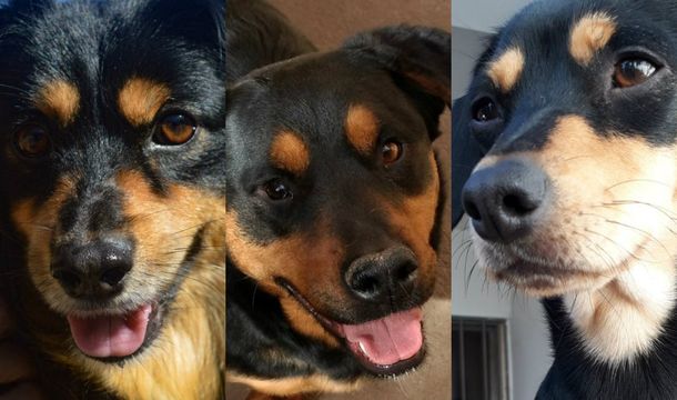 Los rottweilers que son rotwaldos