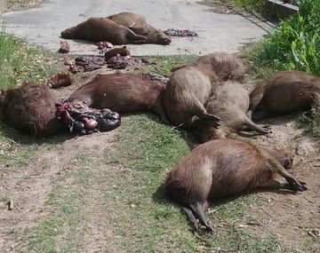 Gentileza de&nbsp;elcivismo.com.ar