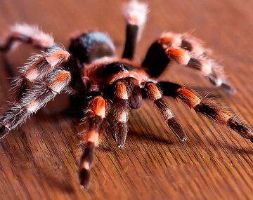 Una familia encontró una tarántula en el patio de su casa