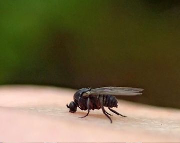 Alerta por invasión de Barigüí en el AMBA: cómo hay que prevenir la picadura