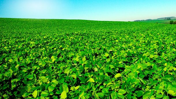 Futuro ministro de Agricultura aseguró que productores tienen US$4.500 millones sin liquidar