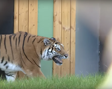 Tigresa pisa el pasto por primera vez