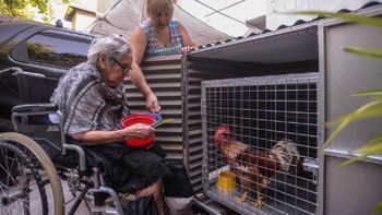 La abuela podrá quedarse con el gallo La abuela podrá quedarse con el gallo