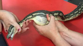 Una serpiente se tragó una pelota de tenis Una serpiente se tragó una pelota de tenis