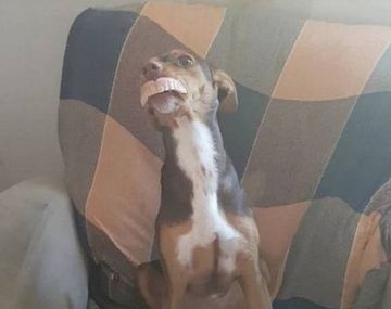 Furor en las redes sociales por una perra que robó una dentadura postiza