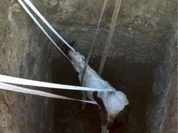 Emotivo rescate de un caballo en un pozo ciego
