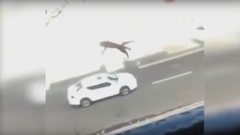 Una joven tira a un gato de un tercer piso Una joven tira a un gato de un tercer piso