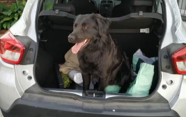 Buscan a un perro que se perdió el jueves en Quilmes