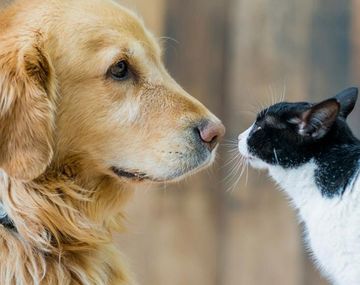 Detectan cuadros graves en perros y gatos con la variante británica de coronavirus