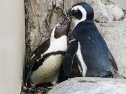 Pinguinos gay