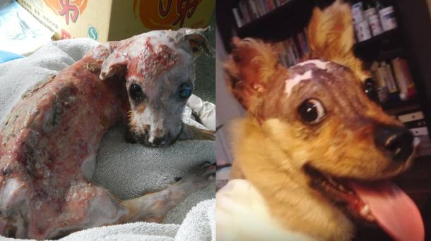 Salvan a un perro que fue quemado con agua hirviendo y tirado por un balcón