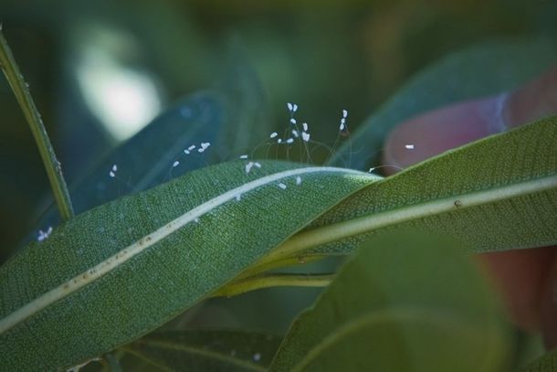 Udumbara, la misteriosa flor que crece cada 3000 años vuelve a aparecer en la Tierra