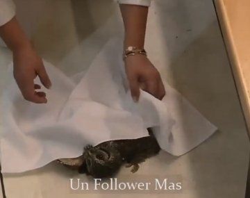 Una participante de Gran Hermano Chile hizo brujería para revivir a un animal