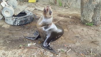 Ecuador: tenían a un lobo marino atado a un árbol en una casa Ecuador: tenían a un lobo marino atado a un árbol en una casa