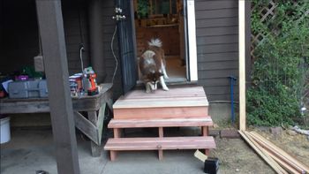 su dueno construyo una escalera, pero a este perro le costo superar el trauma su dueno construyo una escalera, pero a este perro le costo superar el trauma