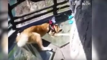 video: un perro muerto de miedo por estar en un edificio con piso de vidrio video: un perro muerto de miedo por estar en un edificio con piso de vidrio