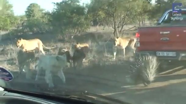 Puede solo: un puercoespín se enfrentó a una manada de leonas hambrientas