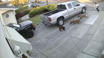 Un gato es atacado brutalmente por dos pitbulls Un gato es atacado brutalmente por dos pitbulls