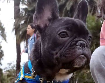 Devuelven al bulldog francés que robaron en Almagro y vendieron en la Villa 31