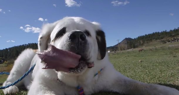 Mochi es el perro con la lengua más larga del mundo