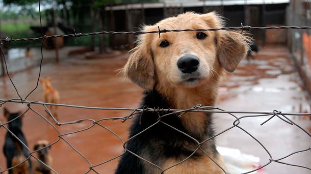 Proponen multas y prisión efectiva para quienes maltraten animales