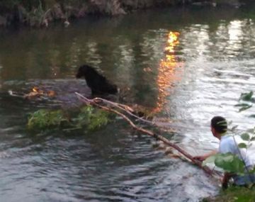 Rescataron a una perra de un arroyo - Crédito: La Mañana de Neuquén