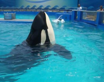 Piden salvar a Lolita