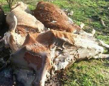 Misterio en Santa Fe por 50 vacas muertas en un campo
