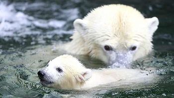 Un cachorro de oso polar en Wilhelma, Alemania Un cachorro de oso polar en Wilhelma, Alemania
