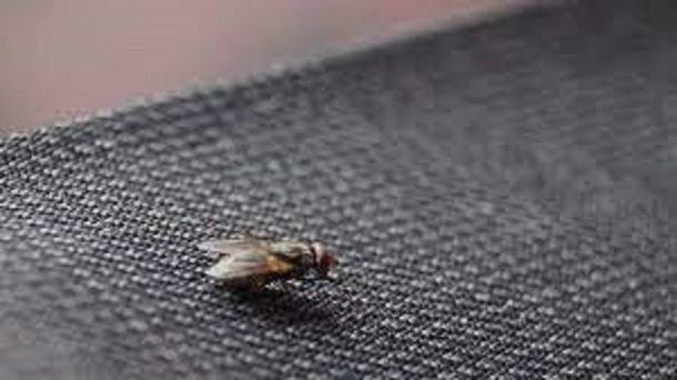 El truco casero para espantar a las moscas de tu casa