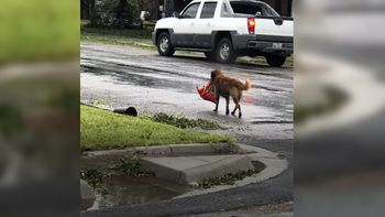 Otis se las ingenió para conseguir comida en Houston Otis se las ingenió para conseguir comida en Houston