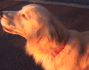 Un perro imita el sonido de una ambulancia