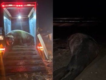El elefante marino fue devuelto al mar tras 10 horas de operativo. El elefante marino fue devuelto al mar tras 10 horas de operativo.