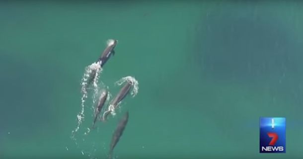 VIDEO: Graban con un drone a un grupo de ballenas que se comen a un tiburón