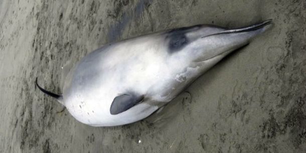 Encuentran dos ejemplares de la ballena más rara del mundo