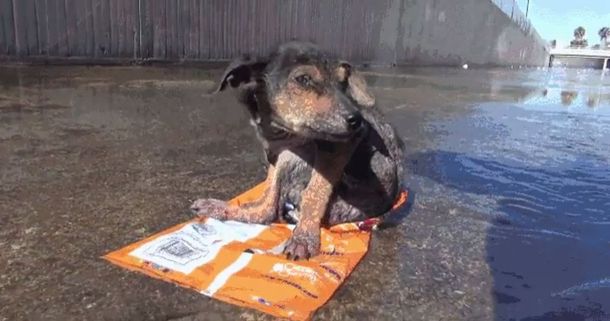 La increíble recuperación de un perro abandonado