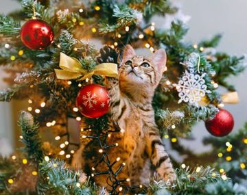 Cuánto cuesta este año armar el arbolito de Navidad