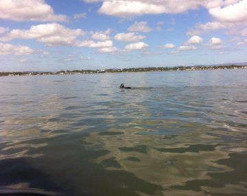 Rescataron sano y salvo a un caballo que nadó 11 kilómetros en el mar