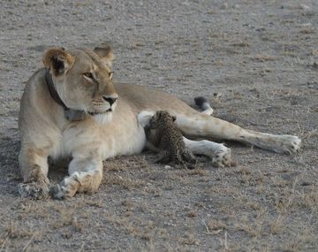 Una leona amamantó a un leopardo - Crédito: washingtonpost.com Joop Van Der Linde/Ndutu Lodge